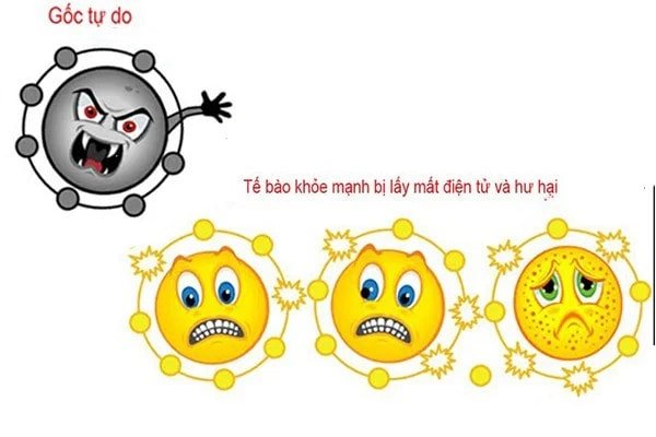 Chất chống oxy hóa là các phân tử giúp trung hòa gốc tự do bằng cách cho đi một electron mà không trở nên bất ổn