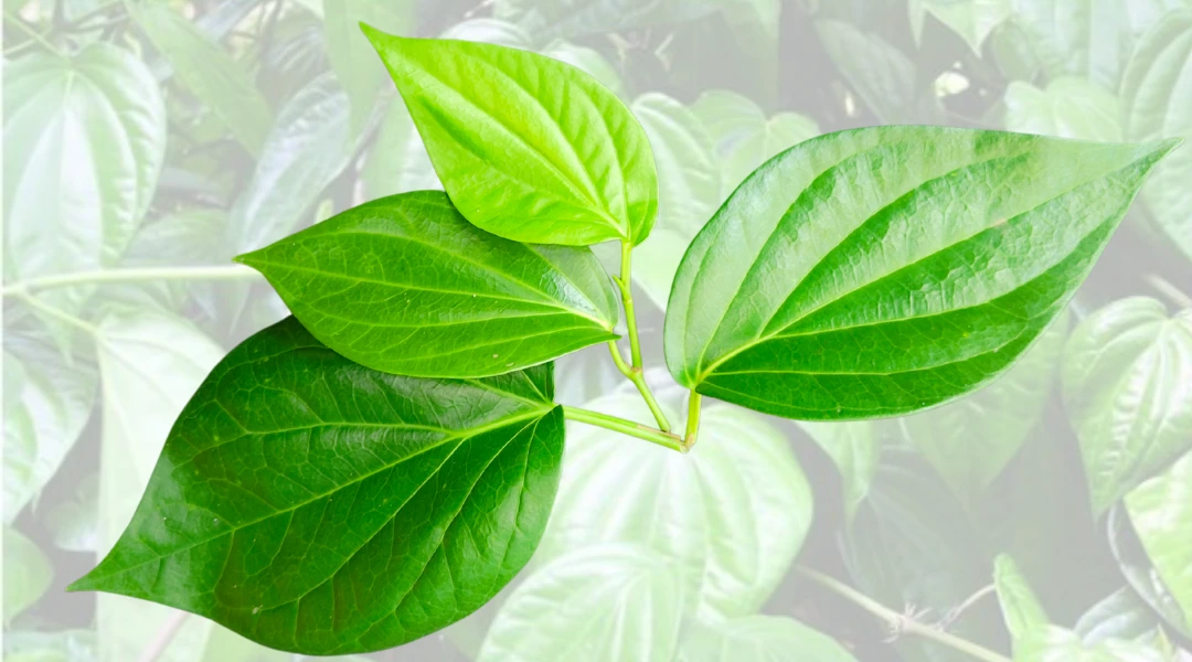 Cách trị bệnh vảy nến tại nhà bằng các loại nước lá dân gian 3 Lá lốt không đun làm nước tắm giúp giảm ngứa vảy nến