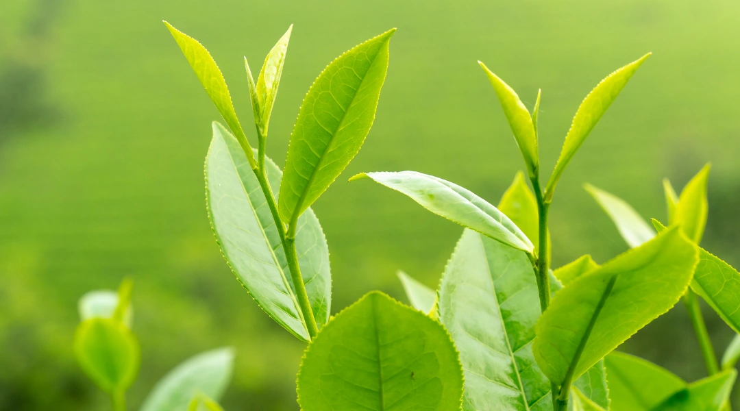 Cách trị bệnh vảy nến tại nhà bằng các loại nước lá dân gian 2 Có thể áp dụng cách trị bệnh vảy nến tại nhà bằng lá trà xanh