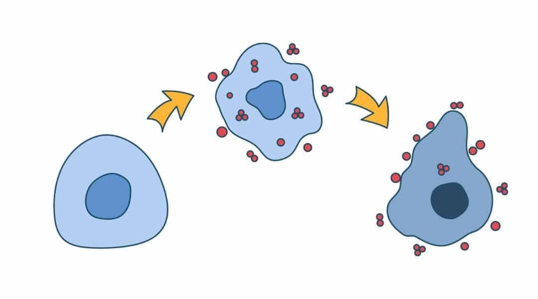 Biểu thị gốc tự do tấn công tế bào và gây ra tổn thương oxy hóa.