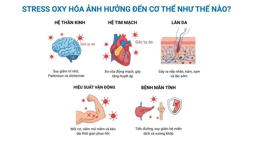 Stress oxy hóa ảnh hưởng đến cơ thể như thế nào