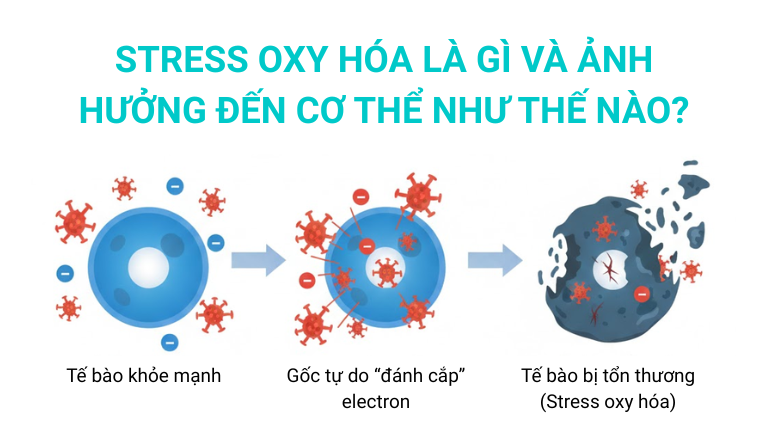Stress Oxy hóa là gì? Ảnh hưởng đến cơ thể như thế nào?